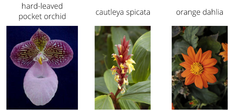 دسته بندی گل ها با استفاده از یادگیری انتقال -- به زبان ساده